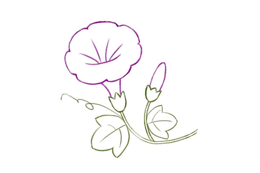 简单几笔画一朵美丽的牵牛花