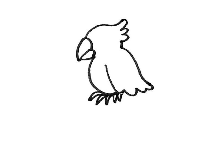漂亮的鹦鹉简笔画教程