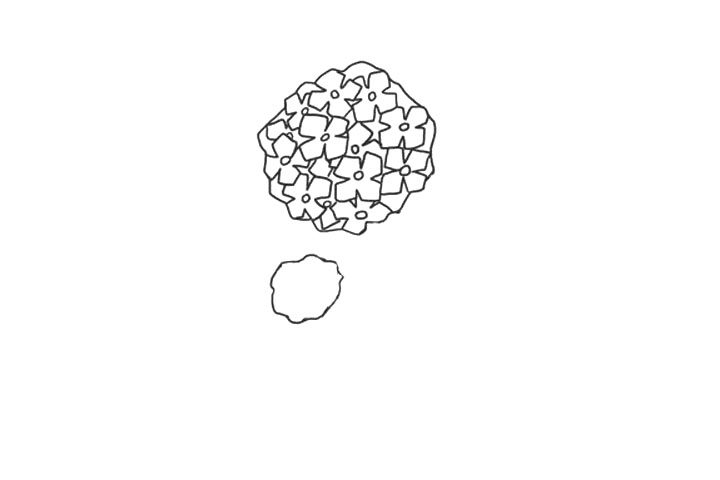 绣球花简笔画画法步骤