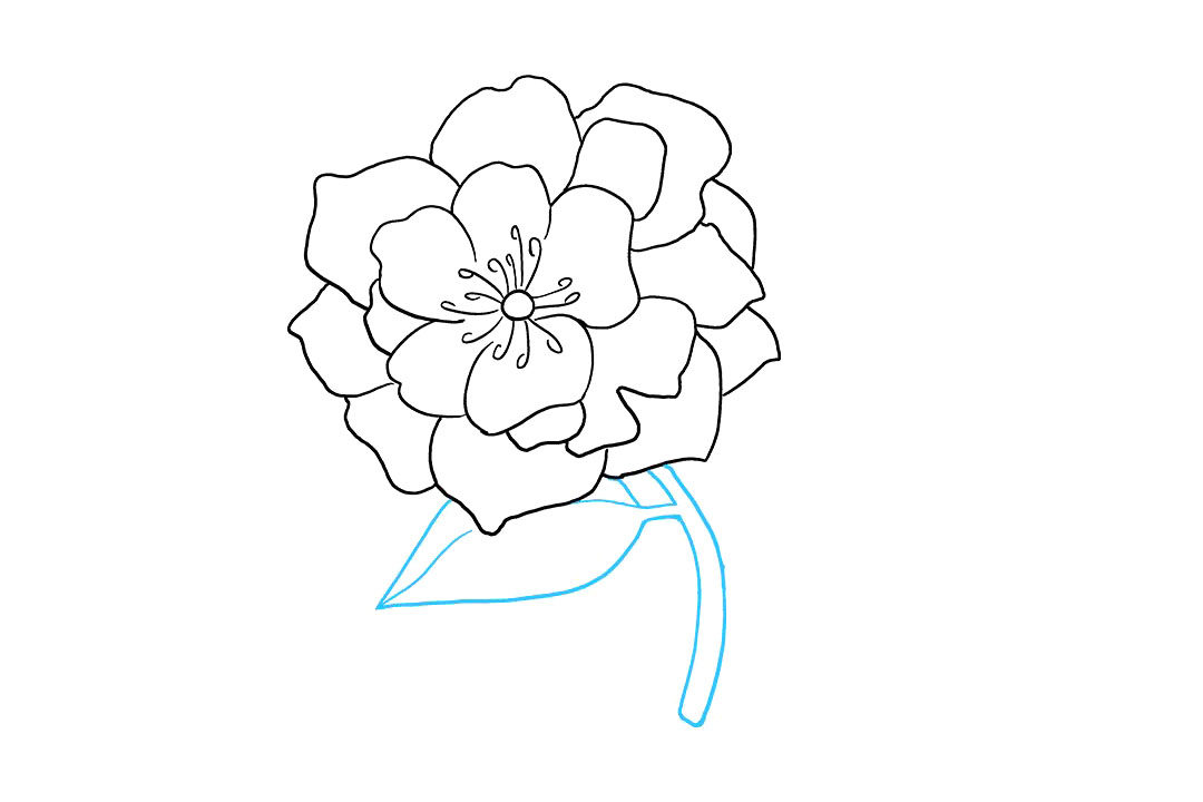 牡丹花怎么画