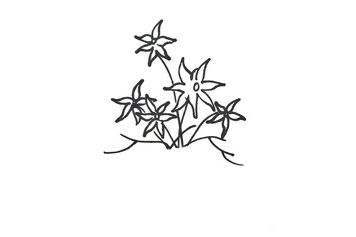 风雨兰盆栽简笔画