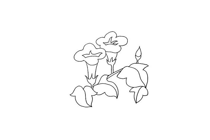 牵牛花简笔画画法步骤