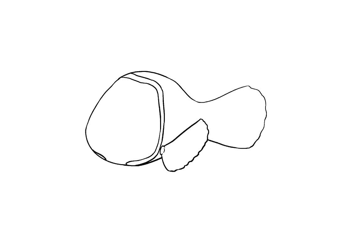小丑鱼尼的画法