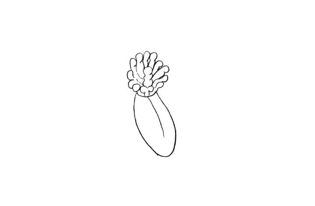 花朵简笔画画法步骤