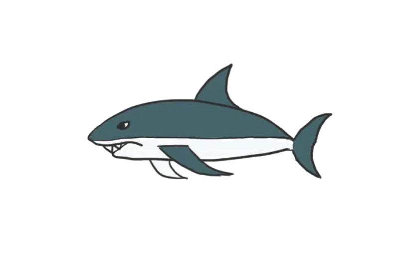 海洋生物鲨鱼简笔画画法步骤