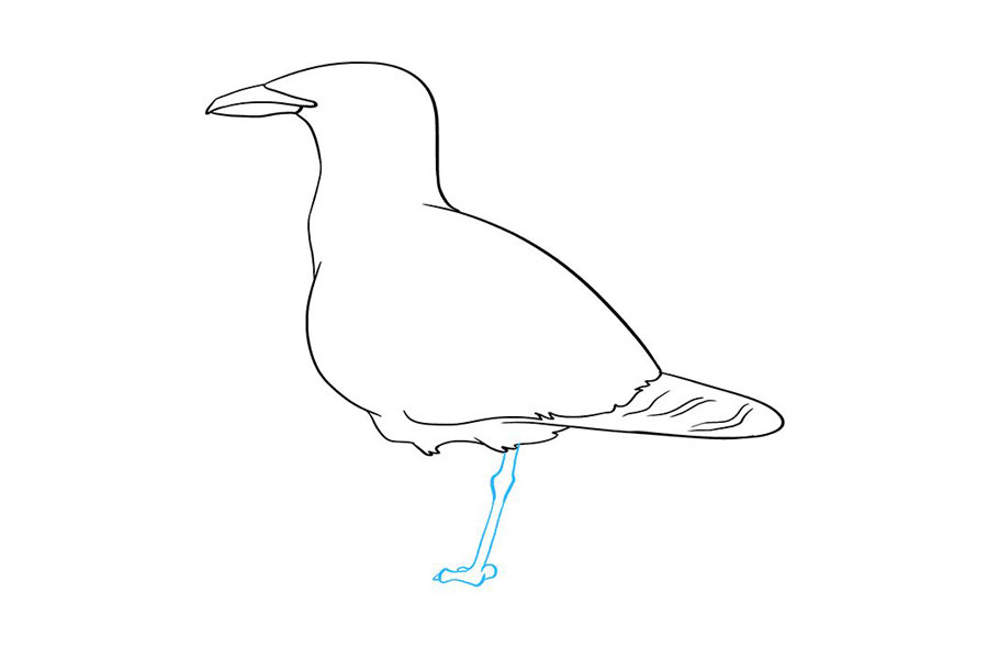 如何画海鸥