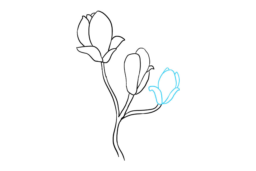 木兰花的画法
