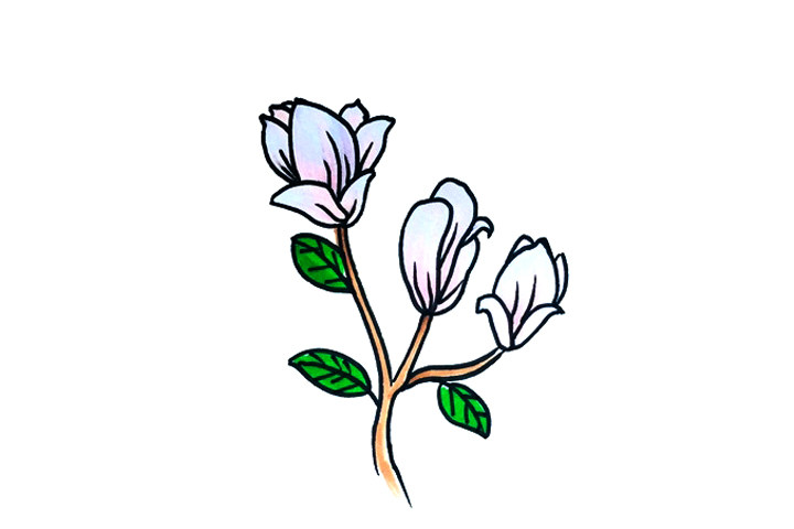玉兰花怎么画