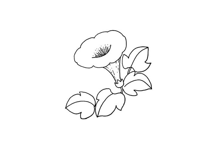 喇叭花简笔画教程