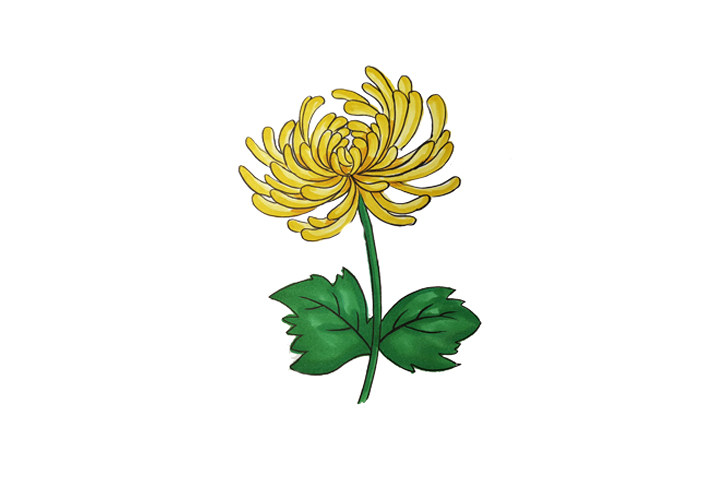 一组漂亮的花朵简笔画图片大全