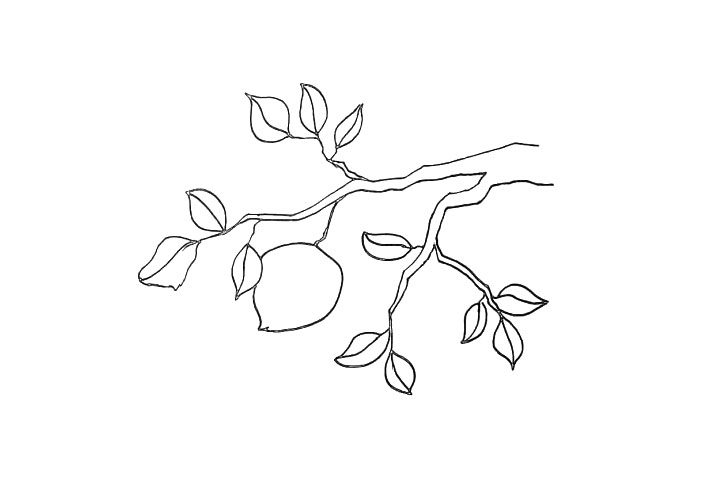 桃树简笔画画法步骤