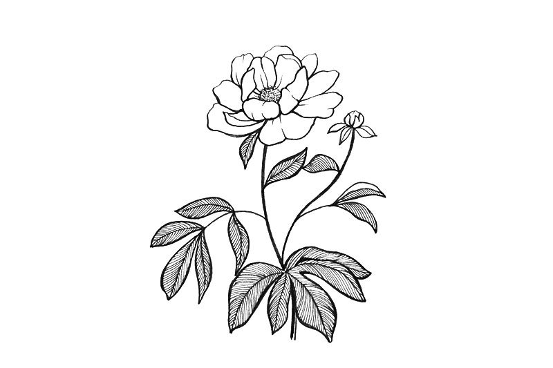 小花简笔画图片漂亮简单
