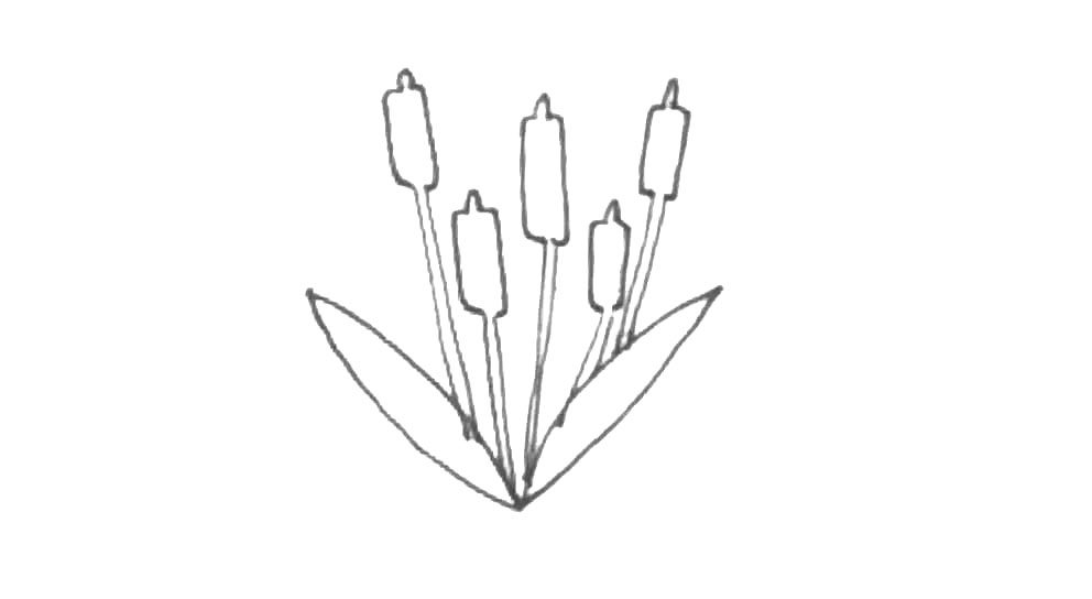 香蒲简笔画画法教程