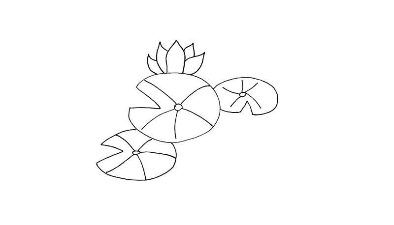 莲花简笔画教程