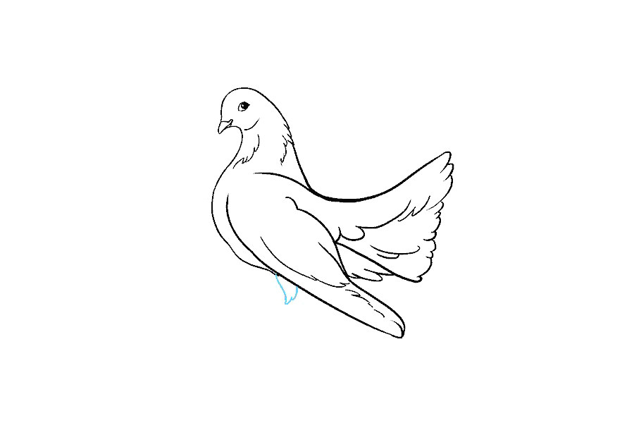 鸽子怎么画