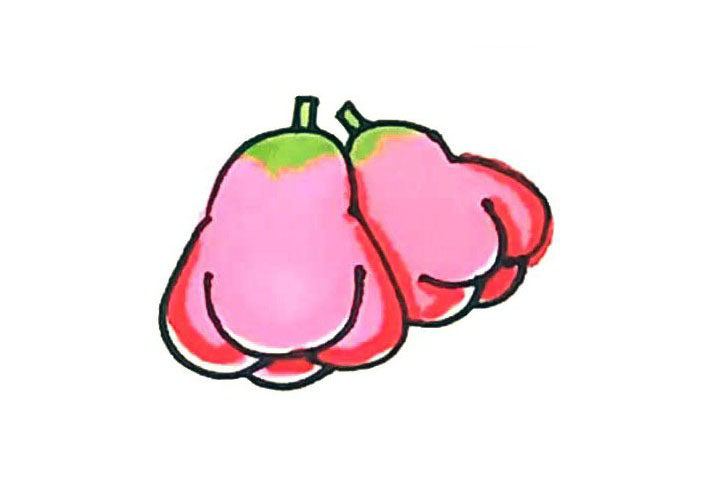 莲雾简笔画画法步骤