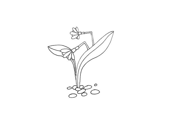 水仙花简笔画画法步骤