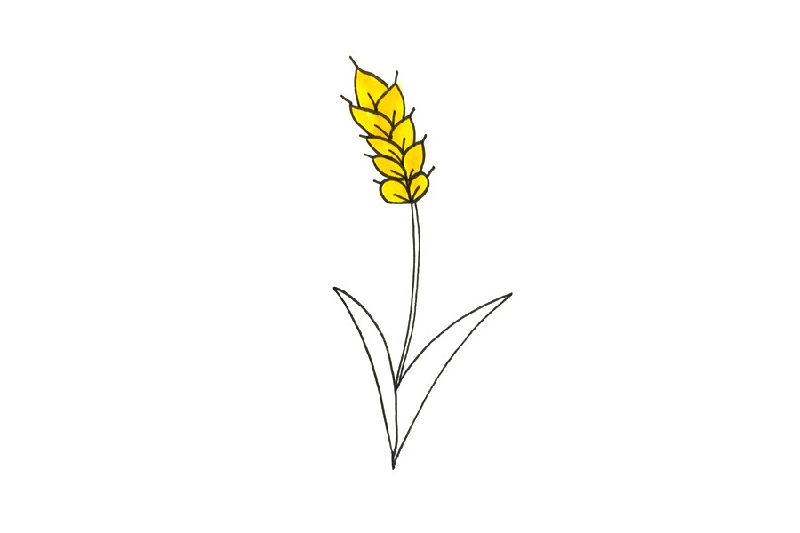 小麦怎么画