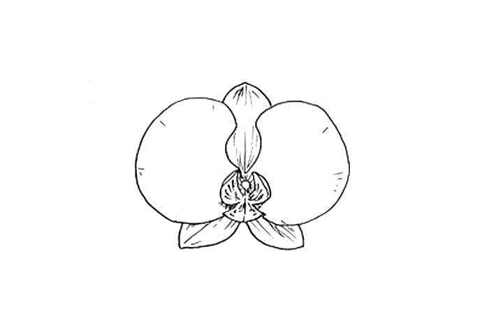 兰花花朵简笔画画法步骤