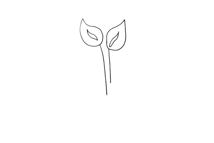马蹄莲简笔画步骤详解