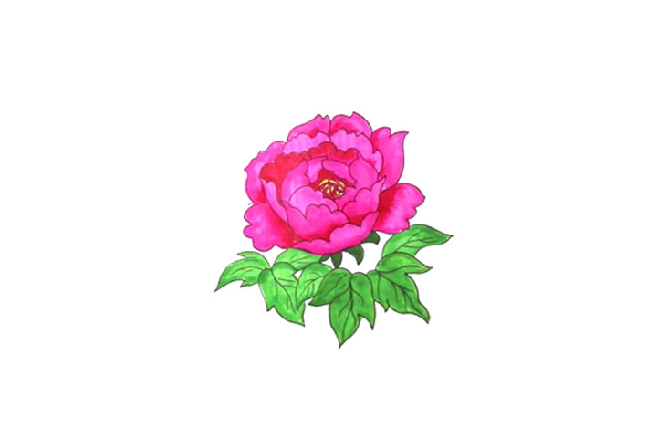 一步一步学画简笔画牡丹花