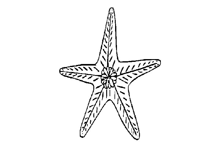 各种海星的画法
