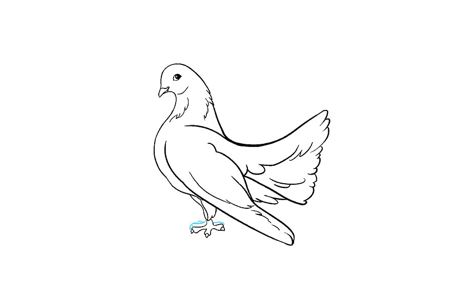 鸽子怎么画