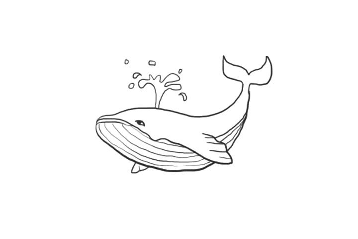 海洋生物鲸鱼简笔画画法步骤