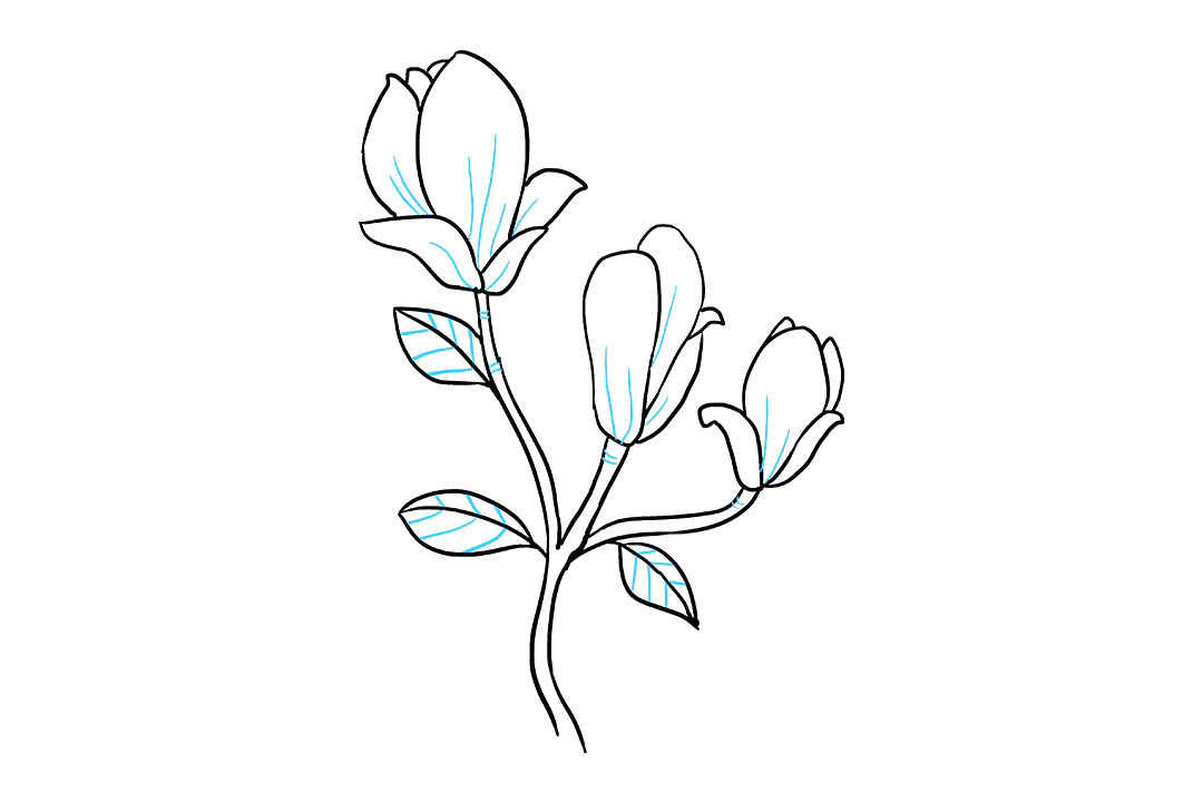 木兰花的画法