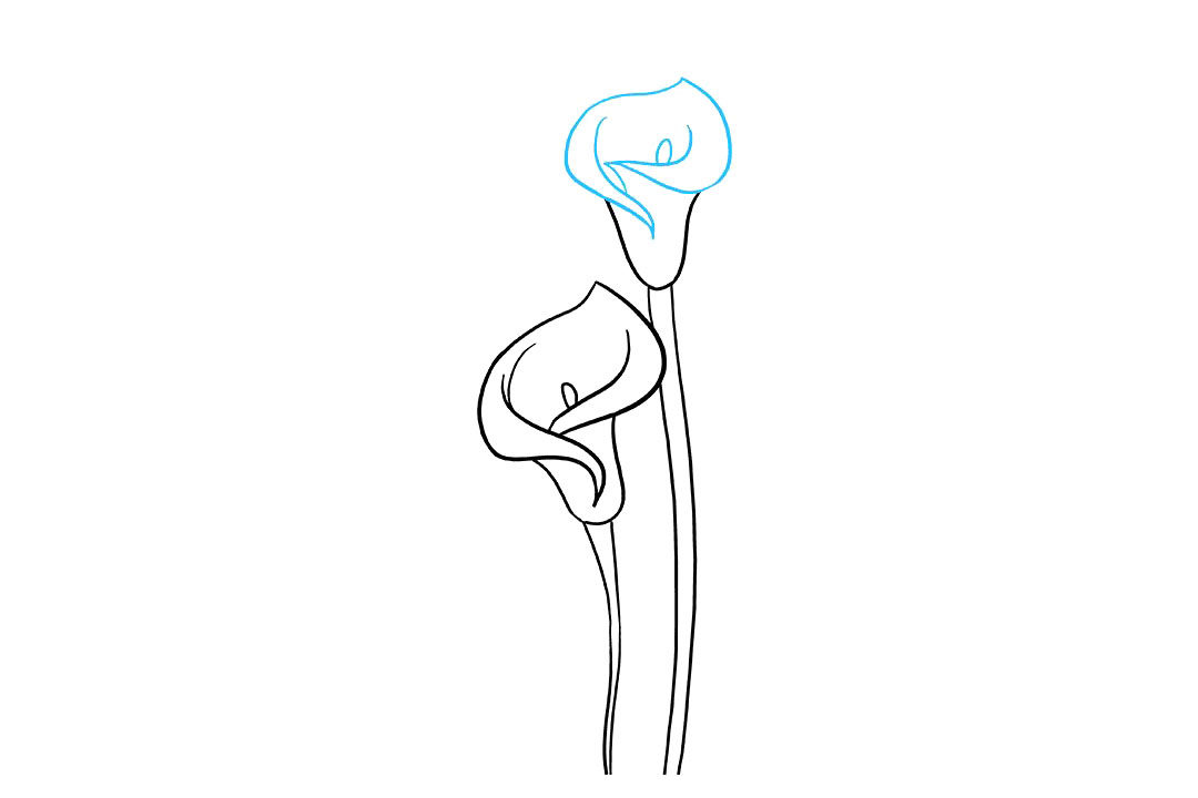 马蹄莲怎么画