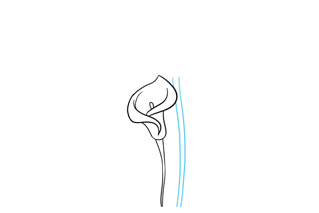 马蹄莲怎么画