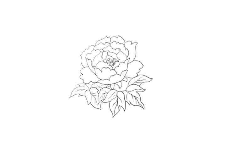 一步一步学画简笔画牡丹花