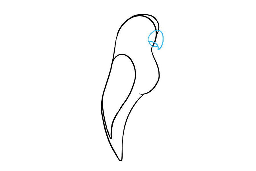 漂亮可爱的鹦鹉怎么画
