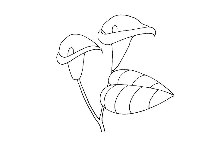 马蹄莲简笔画教程