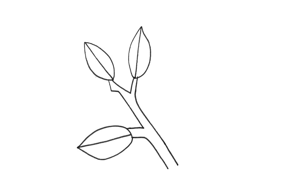 冬青树怎么画