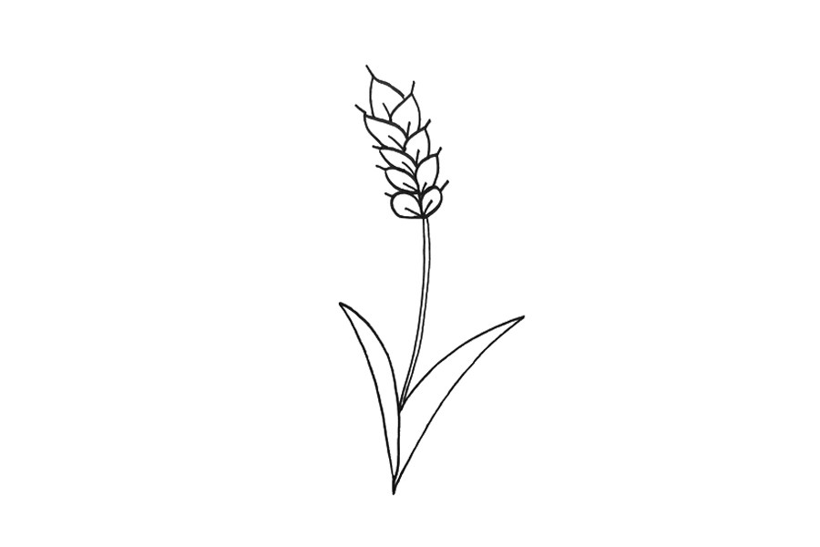 小麦怎么画