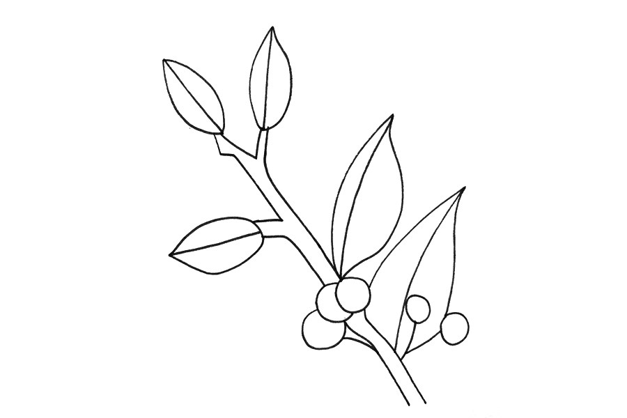冬青树怎么画