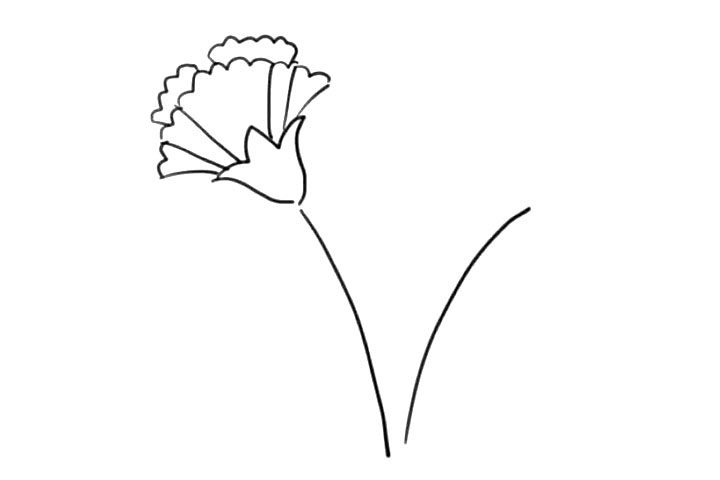 康乃馨简笔画怎么画