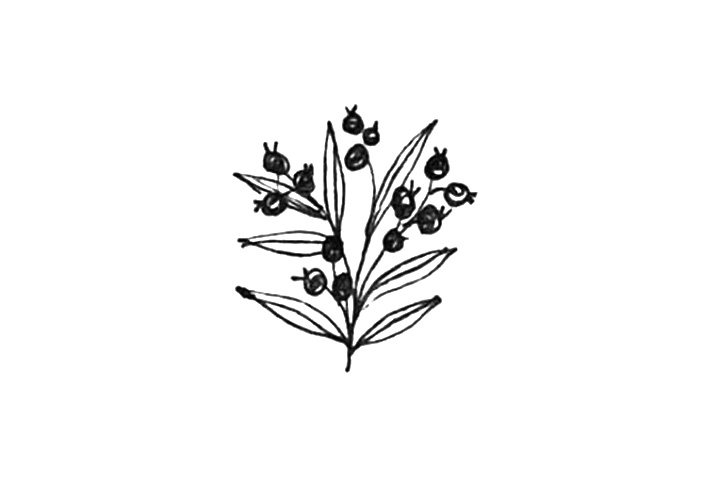 23种漂亮小花简笔画图片