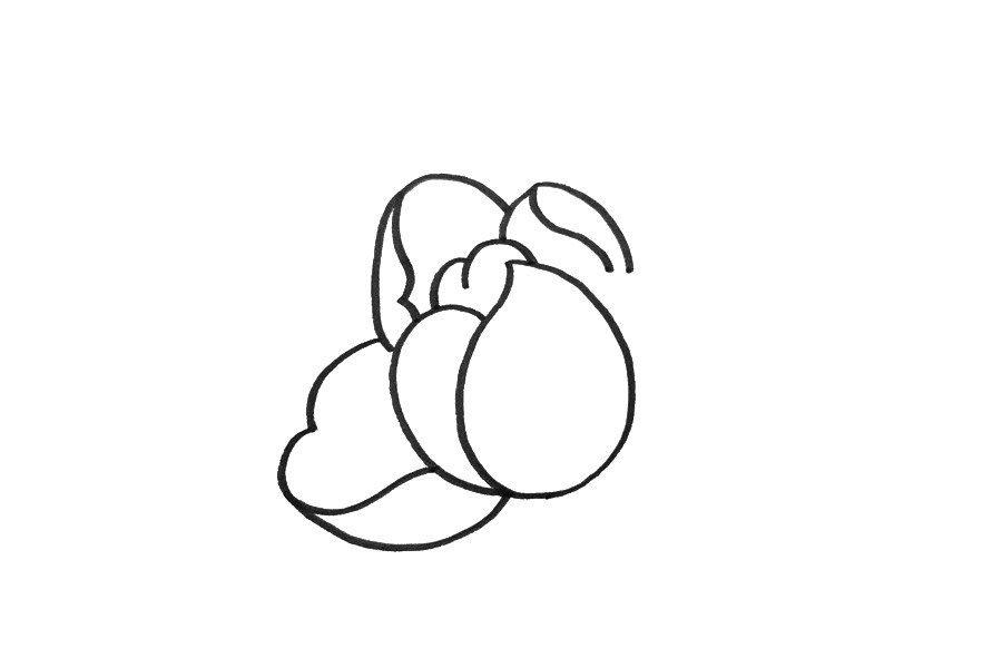 花朵简笔画大全 简笔画芍药的画法步骤