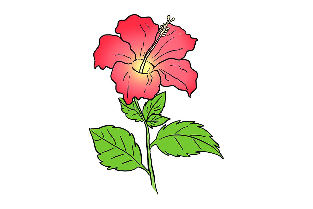 芙蓉花怎么画