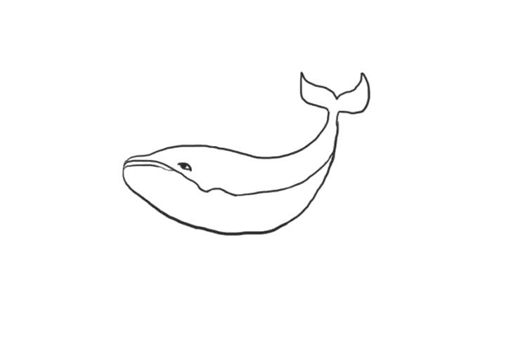 海洋生物鲸鱼简笔画画法步骤