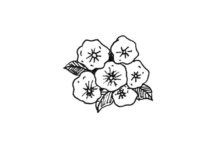 23种漂亮小花简笔画图片