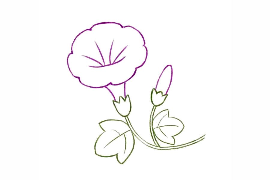 简单几笔画一朵美丽的牵牛花