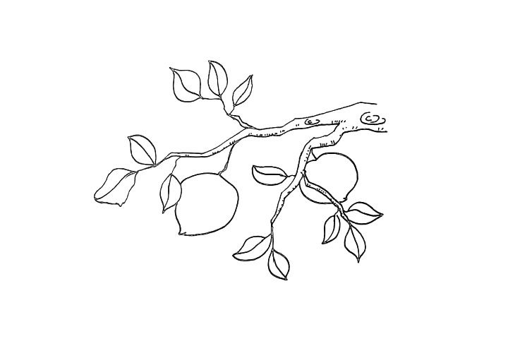 桃树简笔画画法步骤