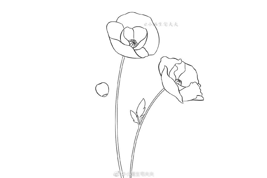 画一株代表死亡的罂粟花 禁毒日简笔画绘画素材
