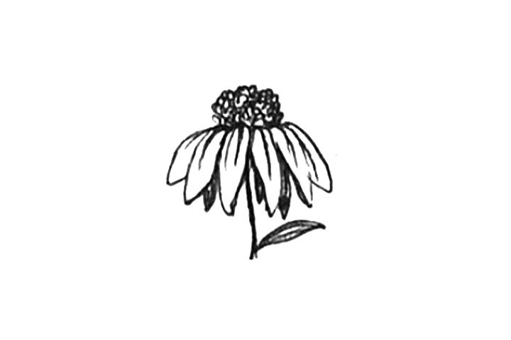 23种漂亮小花简笔画图片