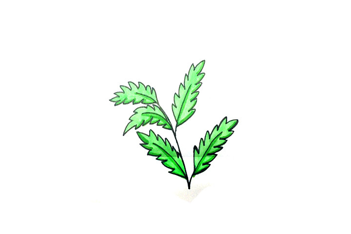 如何画艾草