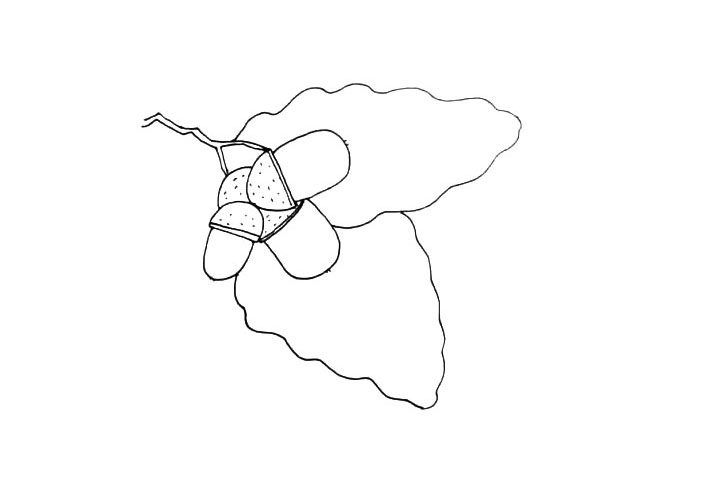 橡木果简笔画画法步骤