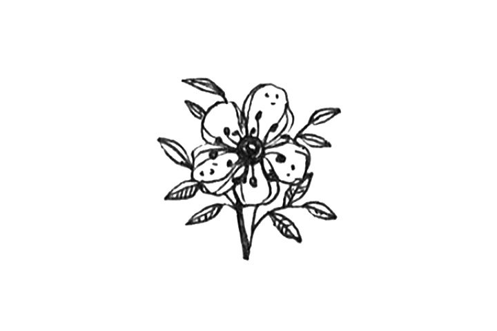 23种漂亮小花简笔画图片